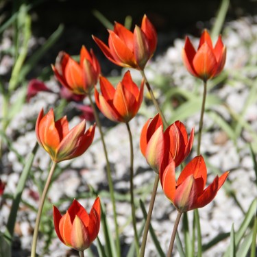 Tulipa whittallii