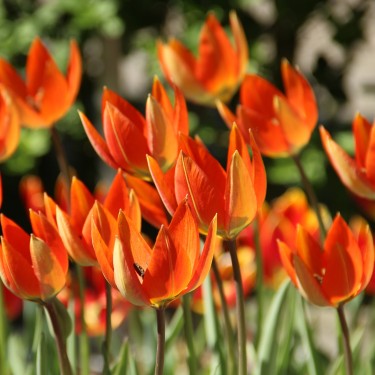 Tulipa whittallii Tulipa whittallii