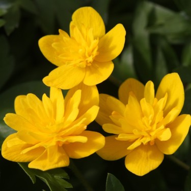Anemone ranunculoides 'Tanel'