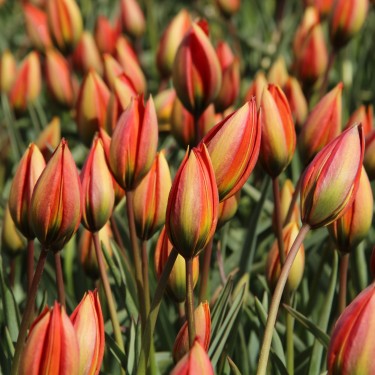 Tulipa whittallii Tulipa whittallii