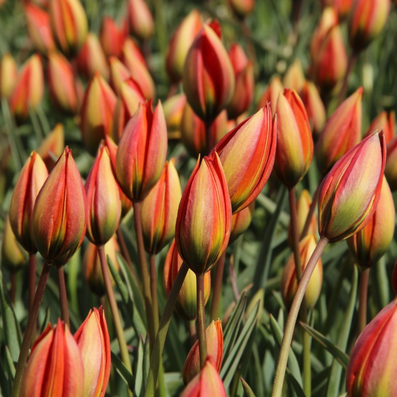 Tulipa whittallii Tulipa whittallii