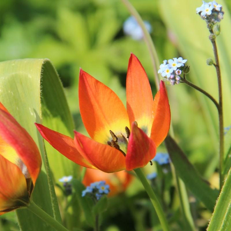 Tulipa whittallii Tulipa whittallii