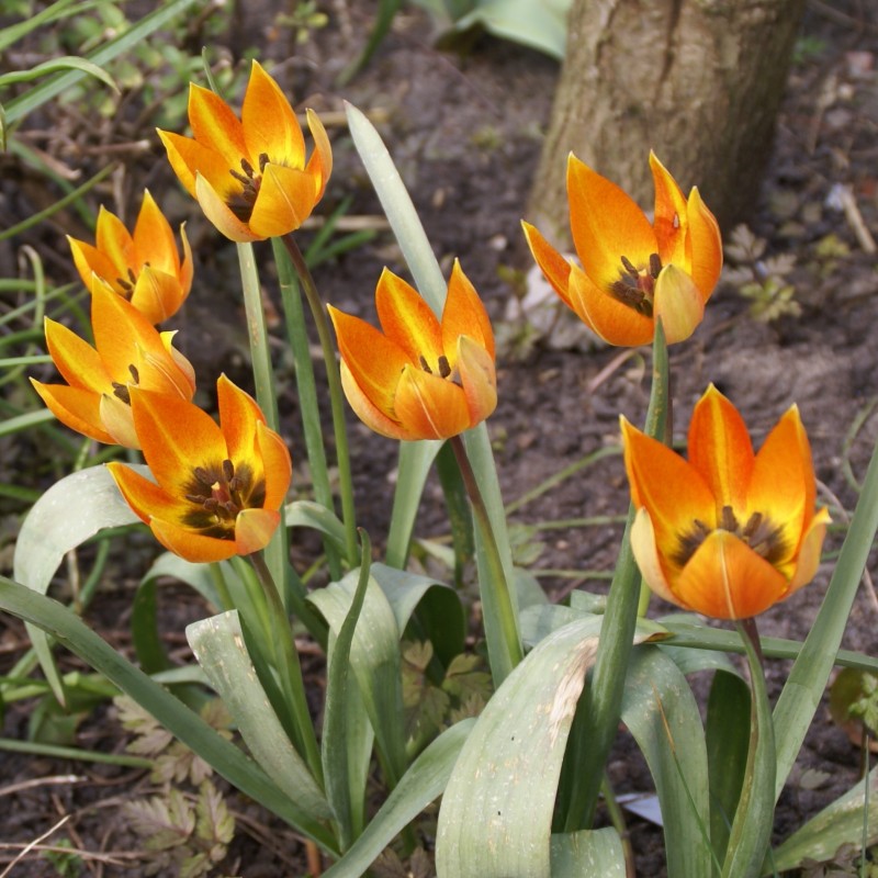 Tulipa whittallii Tulipa whittallii