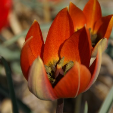 Tulipa whittallii Tulipa whittallii