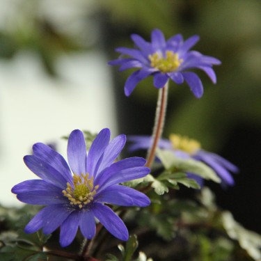 Anemone blanda 'Ingramii' 
