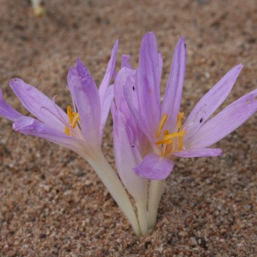 Colchicum graecum