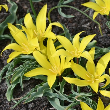 Tulipa zonneveldii