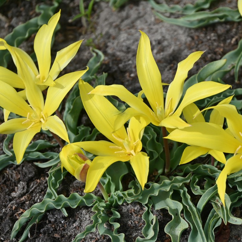 Tulipa zonneveldii Tulipa zonneveldii
