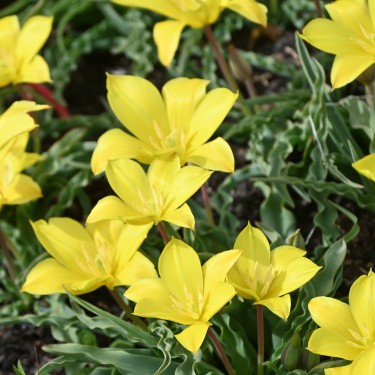 Tulipa zonneveldii Tulipa zonneveldii
