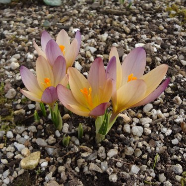 Crocus veluchensis x cvijicii 'Rainbow Gold'