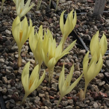 Crocus scharojanii var. flavus