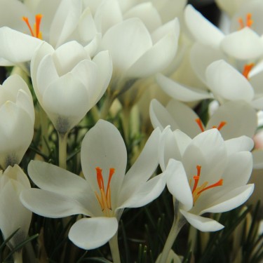 Crocus biflorus subsp. weldenii 'Albus'
