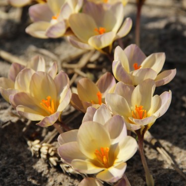 Crocus chrysanthus 'Spring Pearl'