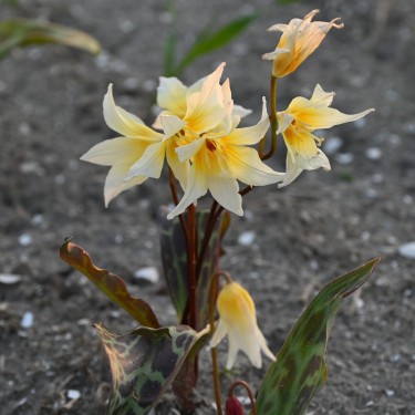 Erythronium multiscapideum