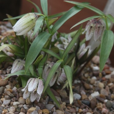 Fritillaria japonica koidzumiana