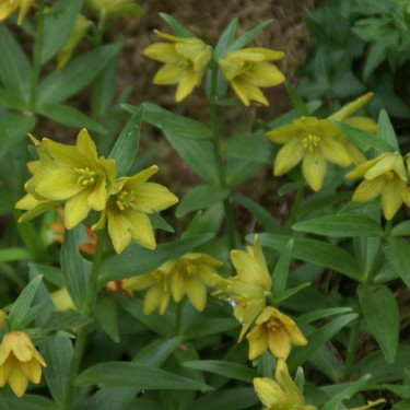 Fritillaria camschatcensis flavescens