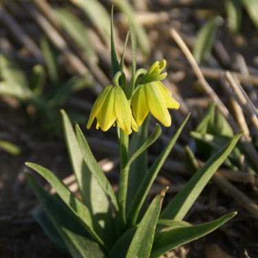 Fritillaria conica
