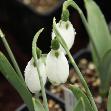 Galanthus 'Big Boy'