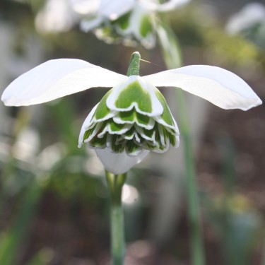 Galanthus 'Titania'
