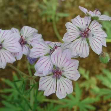 Geranium transversale 