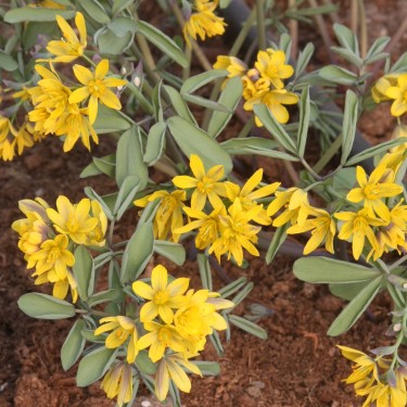 Gymnospermium darwasicum