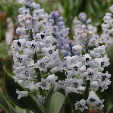 Hyacinthella campanulata