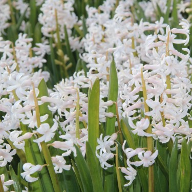 Hyacinthus orientalis -lichtroze-