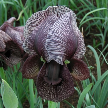 Iris iberica subsp. lycotis