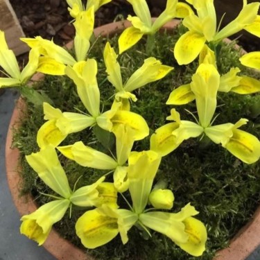 Iris reticulata 'Sunshine'