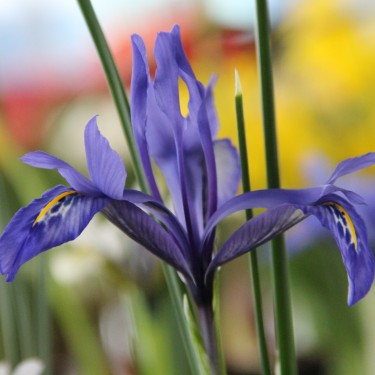 Iris histrio