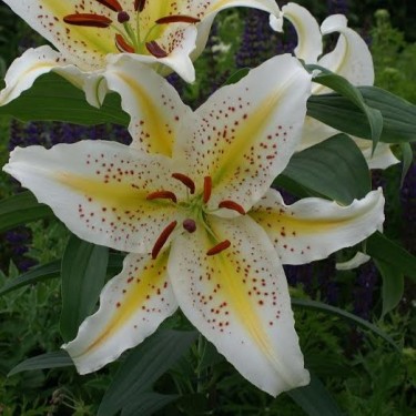 Lilium auratum var. platyphyllum