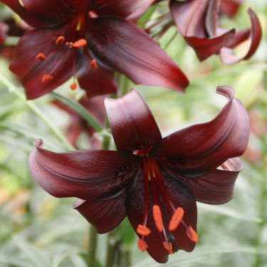 Lilium 'Night Flyer'