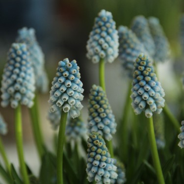 Muscari aucheri 'Aqua Magic'