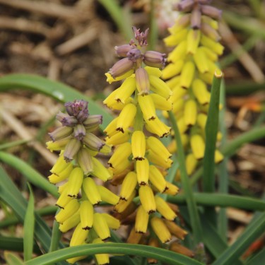 Muscari macrocarpum 'Golden Fragrance'