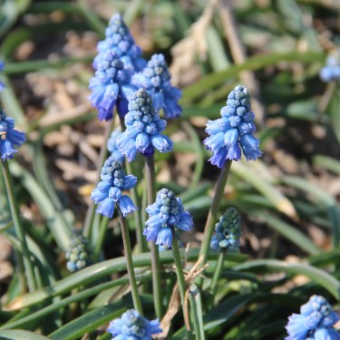 Muscari pseudomuscari