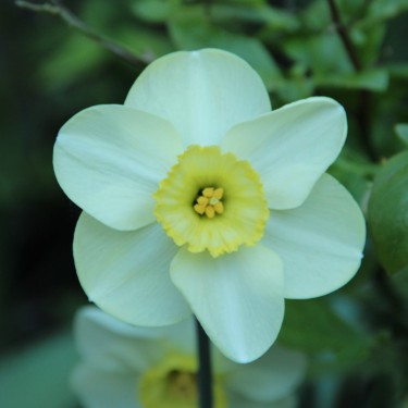 Narcissus 'Suave'