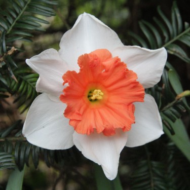 Narcissus 'Sugar Baby Love'