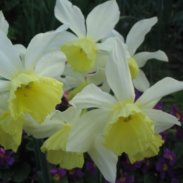 Narcissus 'Thalia Sun'
