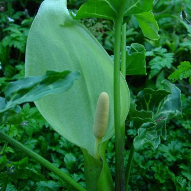 Arum italicum Arum italicum