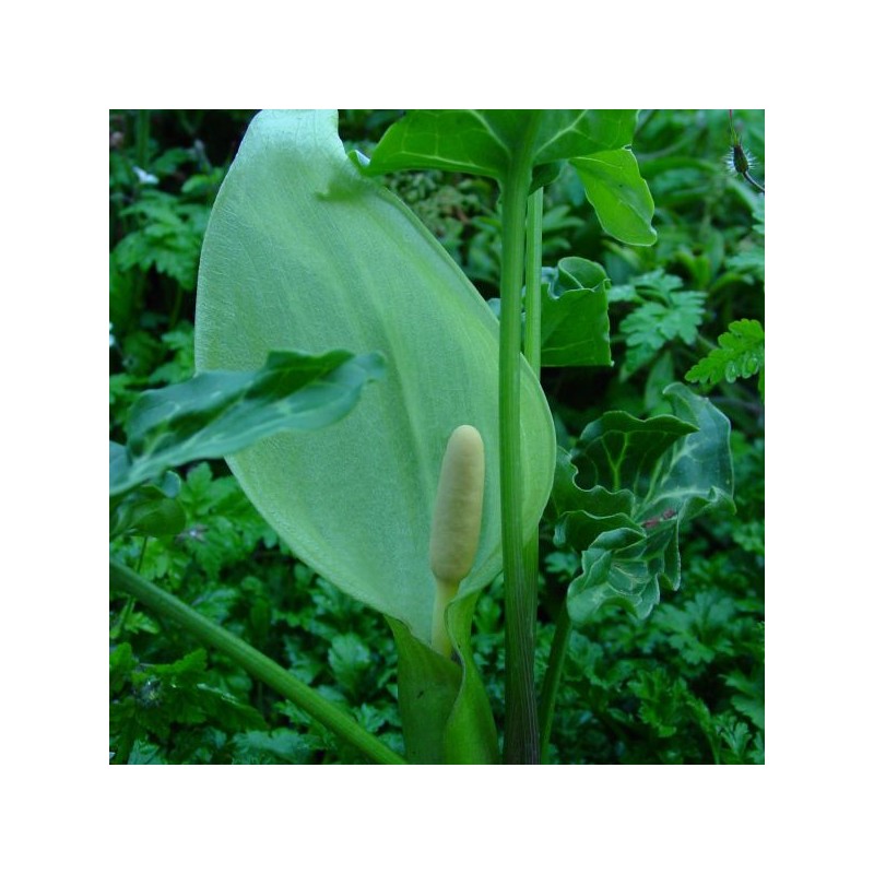 Arum italicum Arum italicum