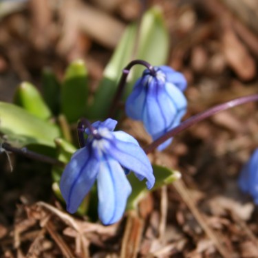Scilla (Othocallis) armena Nakhitschevan
