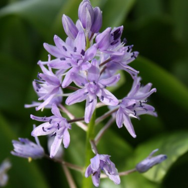 Scilla lilio-hyacinthus
