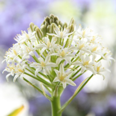 Scilla peruviana 'White Moon'
