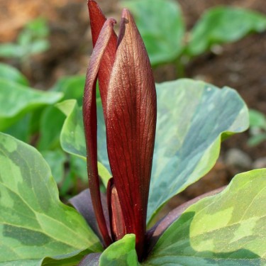 Trillium chloropetalum var. giganteum