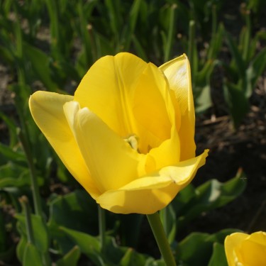 Tulipa 'Mamasa'