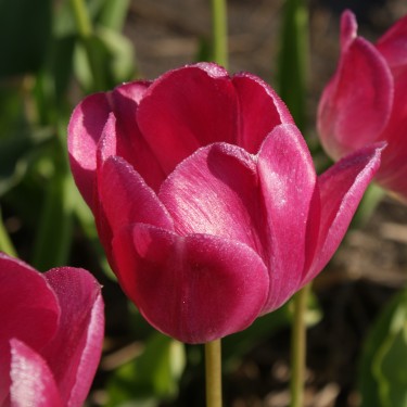 Tulipa 'Preludium'