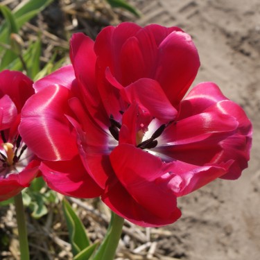 Tulipa 'Maravilla' - Bont blad-
