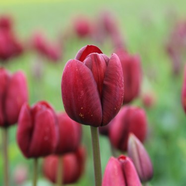 Tulipa 'Dom Pedro'