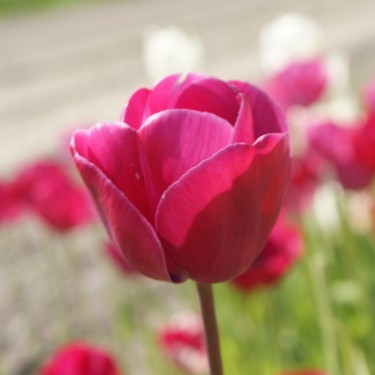 Tulipa 'Vredehof'