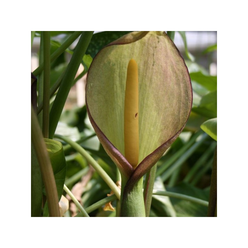 Arum dioscoridis var. syriacum Arum dioscoridis var. syriacum